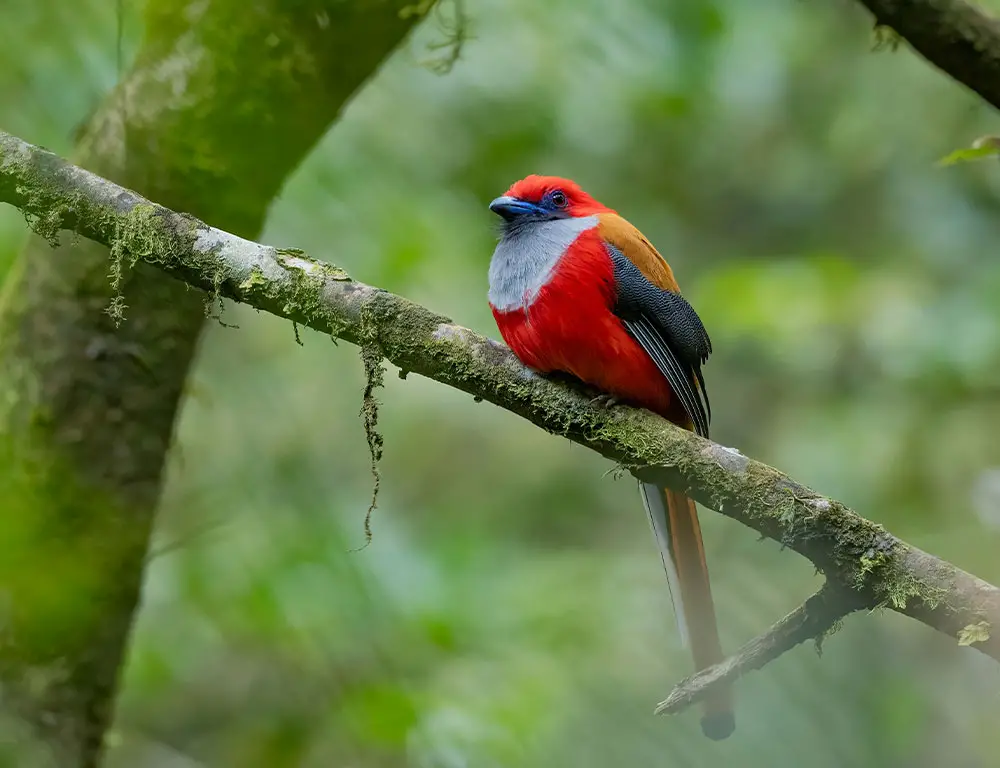 Interesting Facts About the Trogon