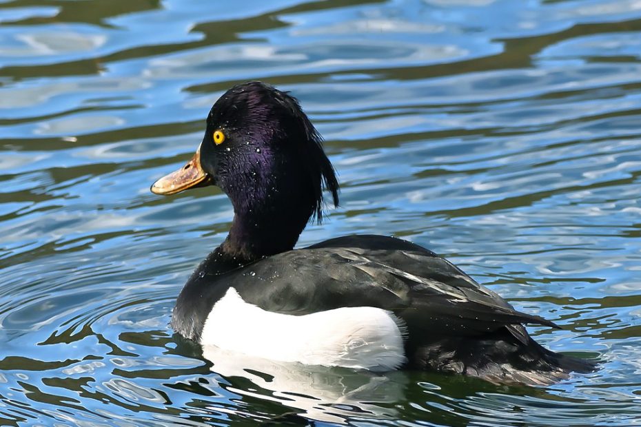 Tufted Duck