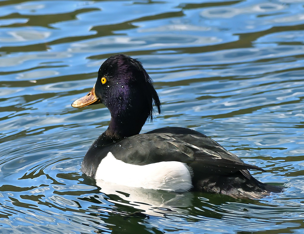 Tufted Duck