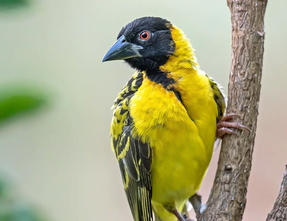 Threats and Conservation Status of Village Weaver