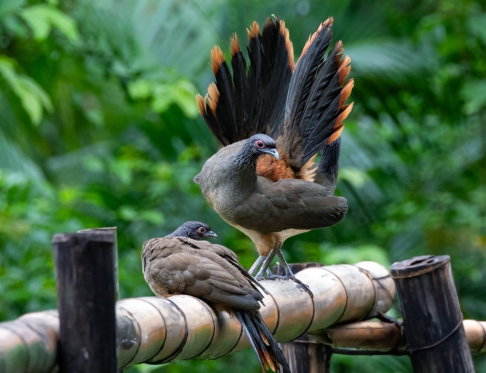 West Mexican Chachalaca