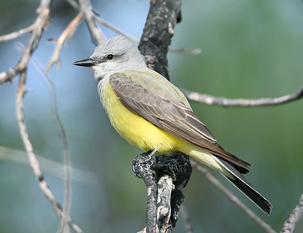 Western Kingbird