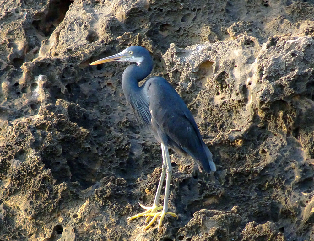 Western Reef Heron Thrives in Its Environment