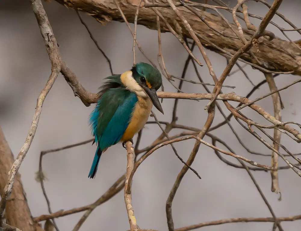 What Are the Common Diseases of the Sacred Kingfisher and How to Treat