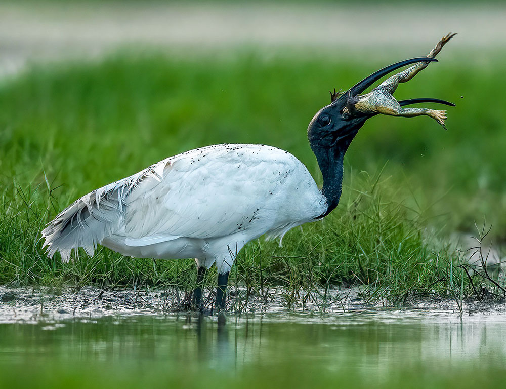 What Does Black Ibis Eat