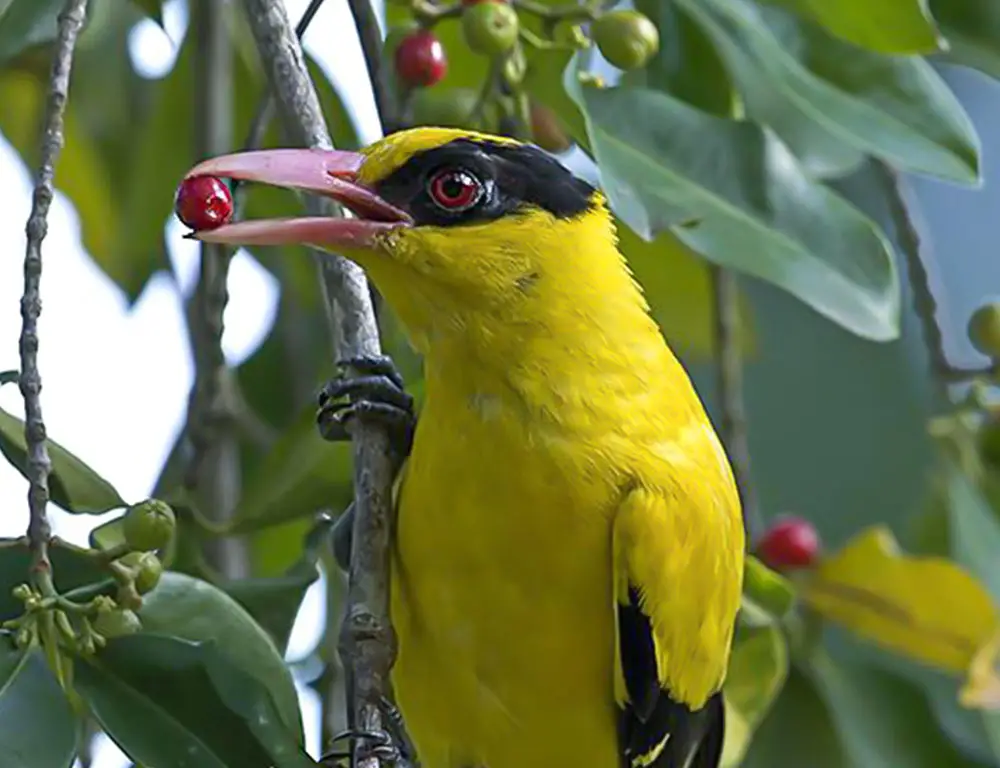 What Does Black-Naped Oriole Eat