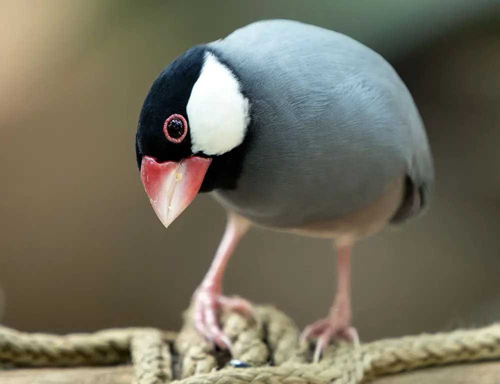 Why Is Java Sparrow Endangered