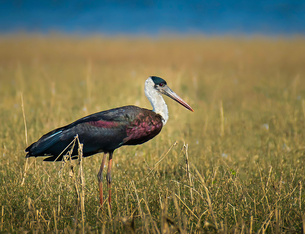Woolly-Necked Stork Parental Care