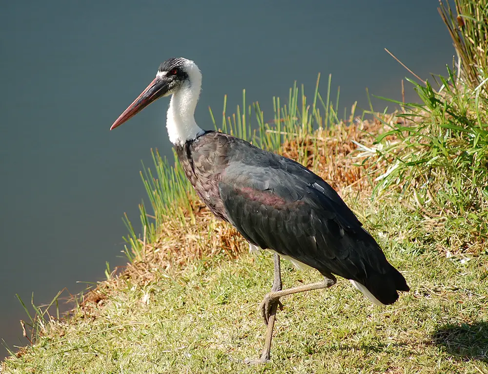 Understanding the Conservation Status of the Woolly-Necked Stork