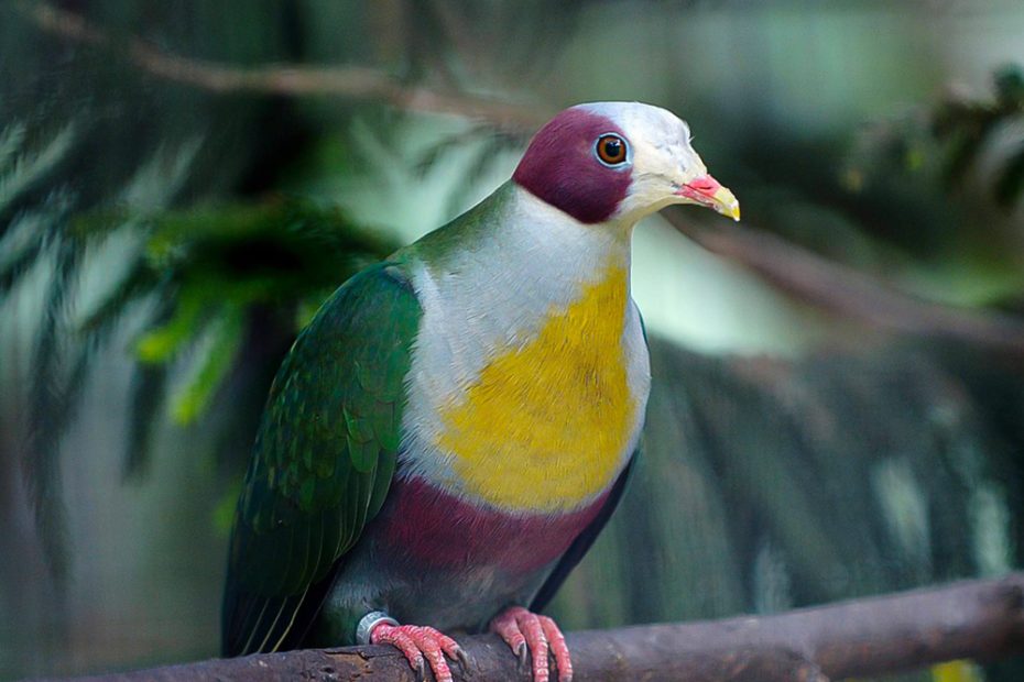 Yellow-Breasted Fruit Dove