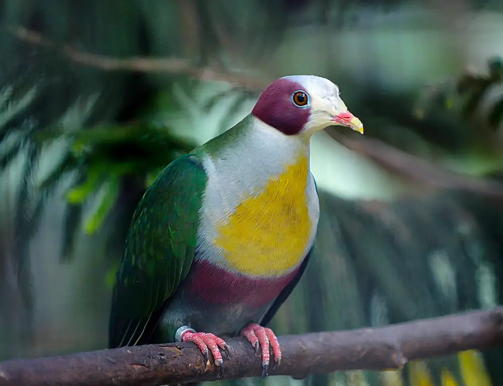 Yellow-Breasted Fruit Dove