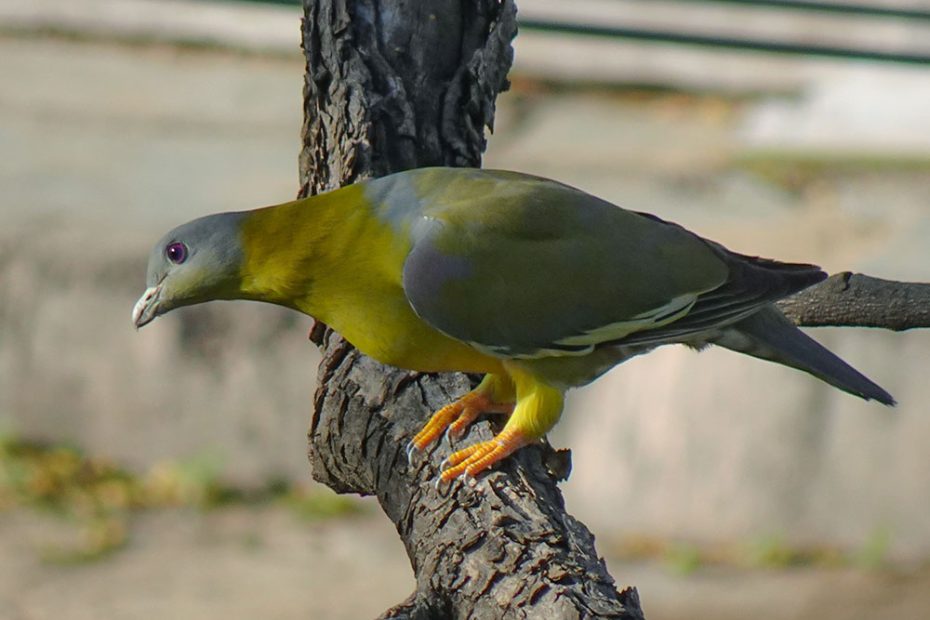 Yellow-Footed Green Pigeon