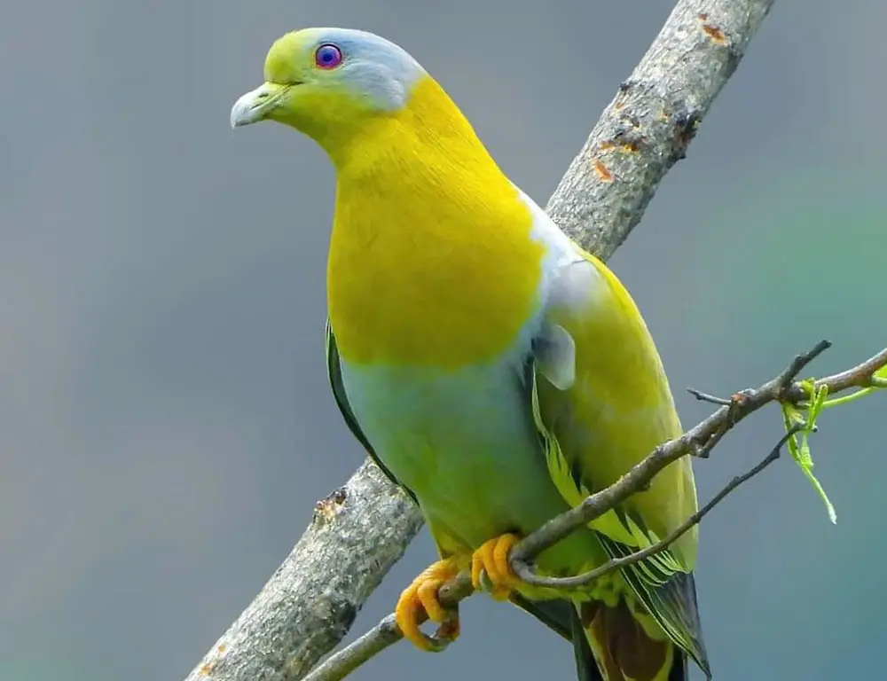 Habitat and Distribution of the Yellow-Footed Green Pigeon