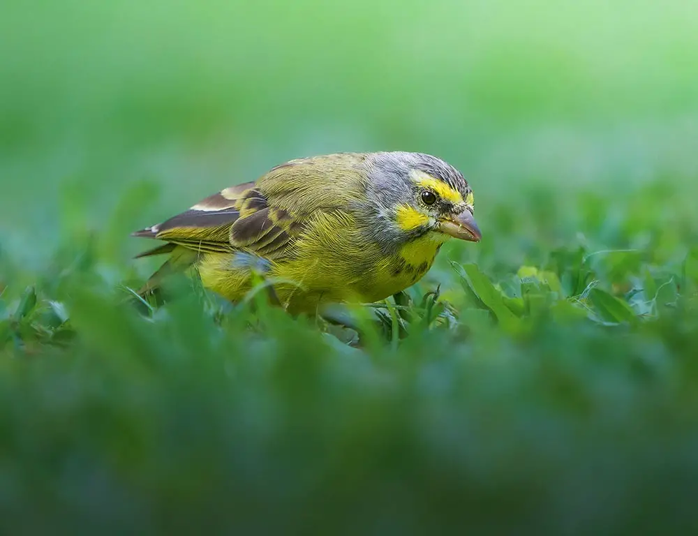 Conservation Status of the Yellow-Fronted Canary