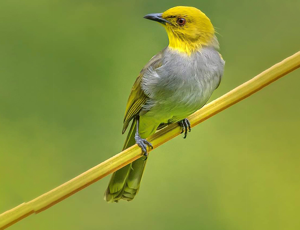 Yellow-Throated Bulbul