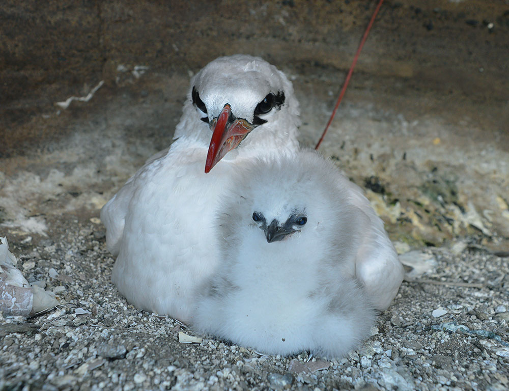Nesting Habit Of Red-Tailed Tropicbird