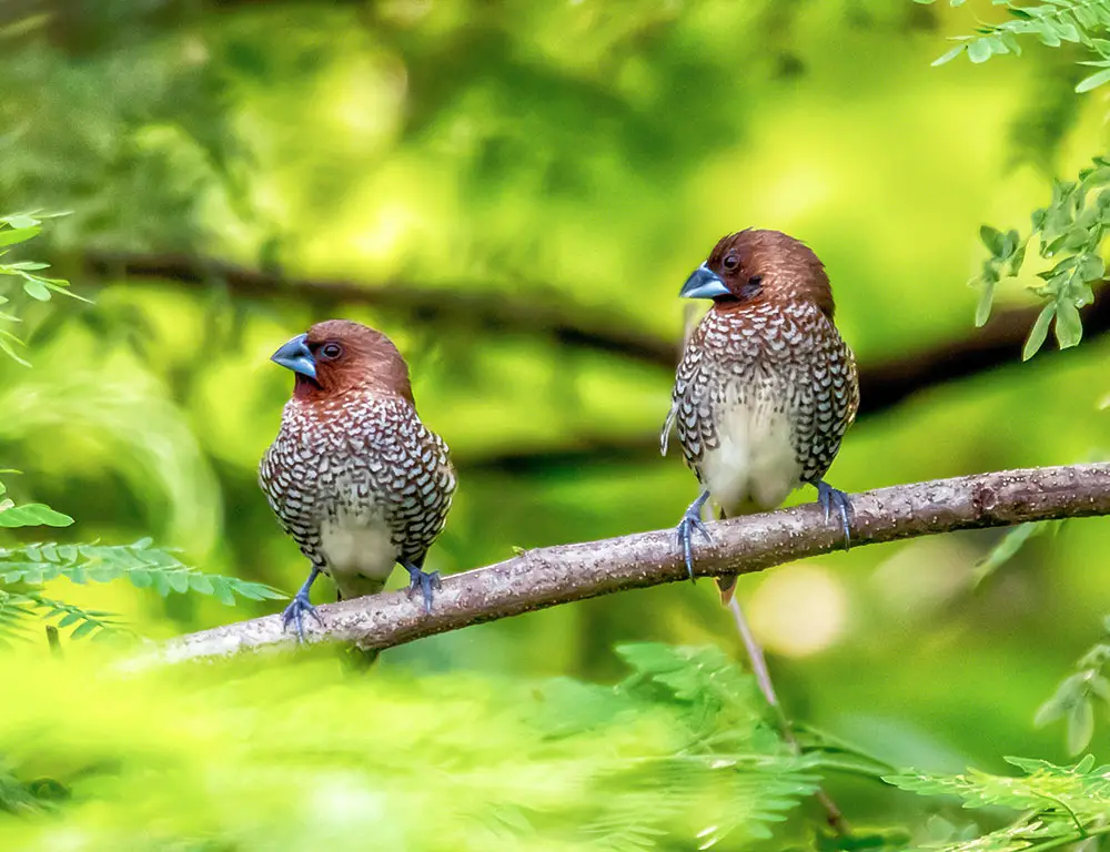 pairing of Scaly-Breasted Munia